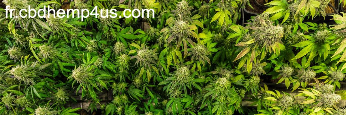 fr.cbdhemp4us.com